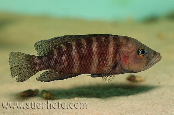 Neolamprologus obscurus 'Katete'